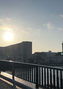 海と金メッキ《Scary Shoebill》