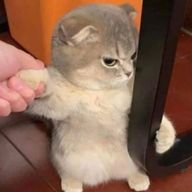 チョコモチ=抹茶さんのアイコン画像