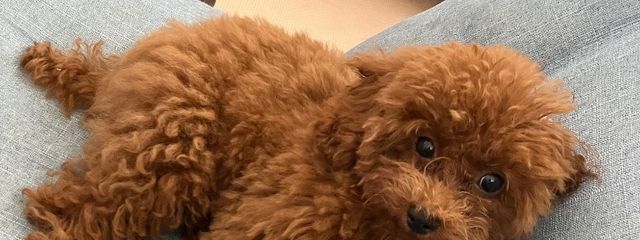 Aoiさんの壁紙画像