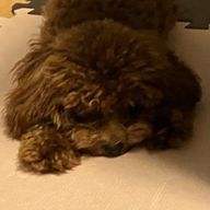 Aoiさんのアイコン画像