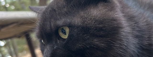 ゆかたんさんの壁紙画像