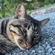 ゆかたんさんのアイコン画像