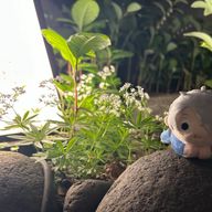 ひっかさんのアイコン画像