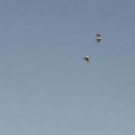 杏弧㌨ダさんのアイコン画像