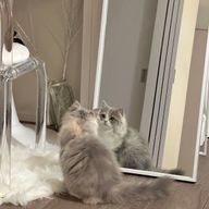 *̣̩ ʀ ᴜ ɴ ᴀ ☾ ໒꒱さんのアイコン画像