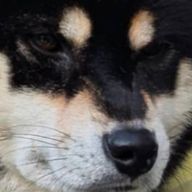 りゐせい🐶☄さんのアイコン画像