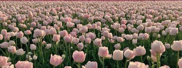 宮咲.さんの壁紙画像