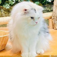 おさくさんのアイコン画像