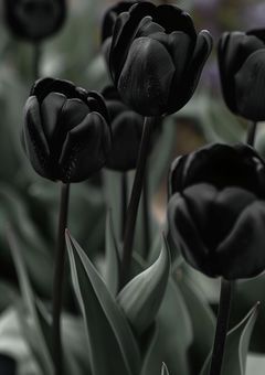 第5部隊隊長、西でも東でも溺愛されます