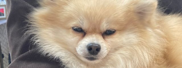 沙由香さんの壁紙画像