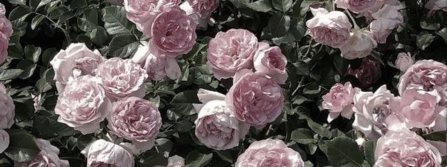 まい_🥀💞さんの壁紙画像