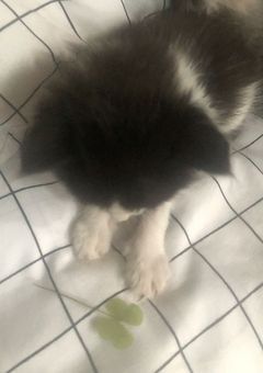捨て猫を拾っただけなのに