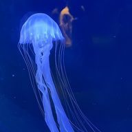 黒髪ロングを愛すさんのアイコン画像