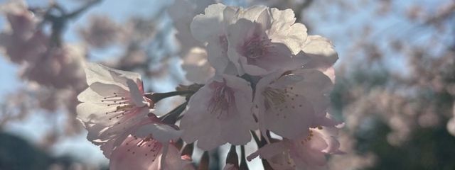 c∀nさんの壁紙画像
