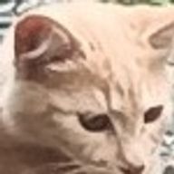 WoWさんのアイコン画像