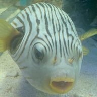 おみかん🍊さんのアイコン画像