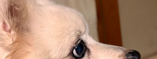 ファーテさんの壁紙画像