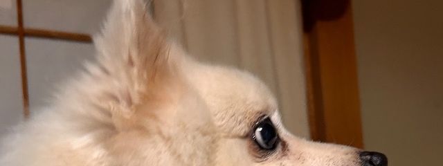 ファーテさんの壁紙画像