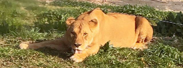 フールミ  🍁🐼さんの壁紙画像