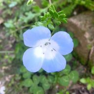 なずな🍄🫧✨さんのアイコン画像