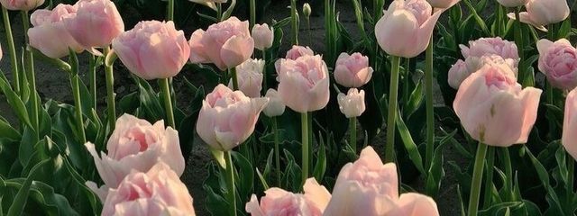 @ にっかんはーふさんの壁紙画像