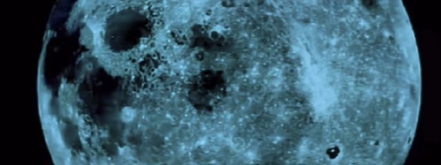 エキゾチックショートヘアさんの壁紙画像