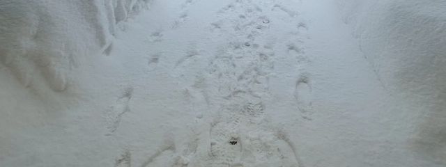 モザさんの壁紙画像
