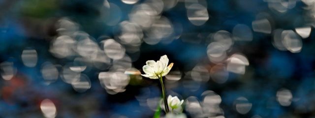 ちゃみちゃみさんの壁紙画像