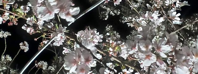 ﾘｬﾏさんの壁紙画像