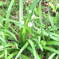 ☃️がらんさす☃️さんのアイコン画像