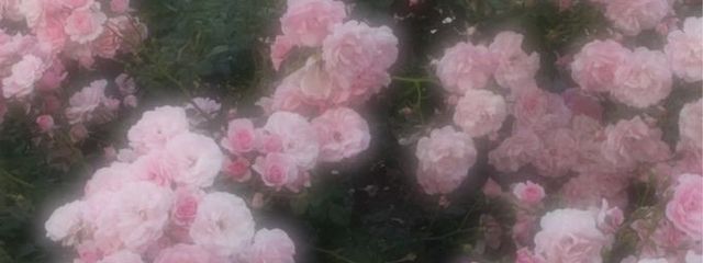 ﾐﾅﾐ ﾘﾝ｡@活動休止中さんの壁紙画像