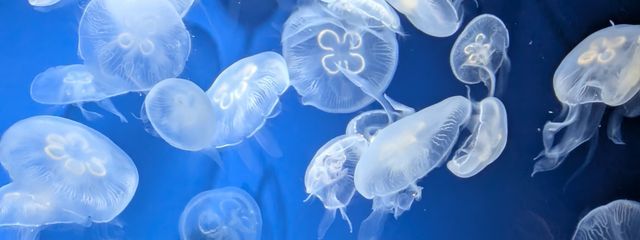 mer🫧❄️@活休中さんの壁紙画像