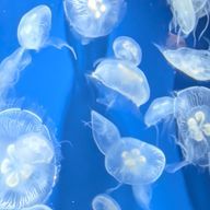 mer🫧❄️@活休中さんのアイコン画像