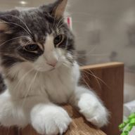 水無月さんのアイコン画像