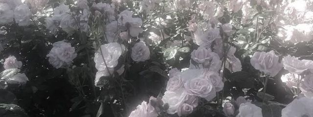 翠 儚 う る わさんの壁紙画像
