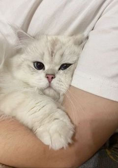 【rd】猫アレルギー猫を飼う