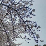 桜咲 悠菜さんのアイコン画像