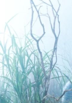 先生と私