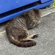 ぽんさんのアイコン画像