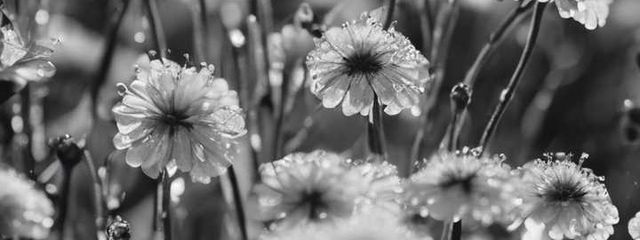 *SHIHO* ( 시호 )さんの壁紙画像