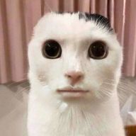 ノブナガ＋ワンさんのアイコン画像