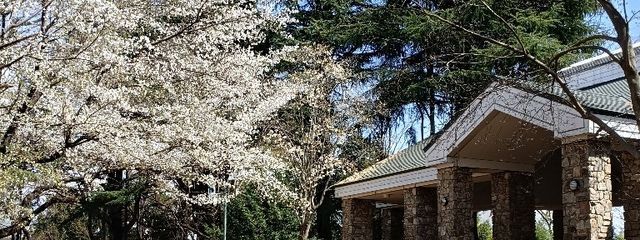 まちゃさんの壁紙画像