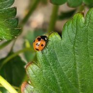 まちゃさんのアイコン画像
