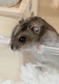 おにぎりサンゴ専用部屋！