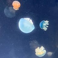 くらげさんのアイコン画像