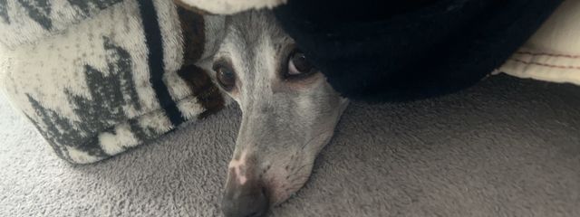 きゅうりさんの壁紙画像