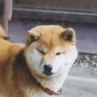 わんこそば　活動休止中さんのアイコン画像