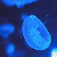 Ramune.さんのアイコン画像