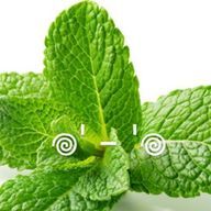 ✤Minto✤さんのアイコン画像