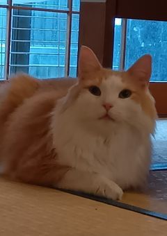 参加型とかの設定おく